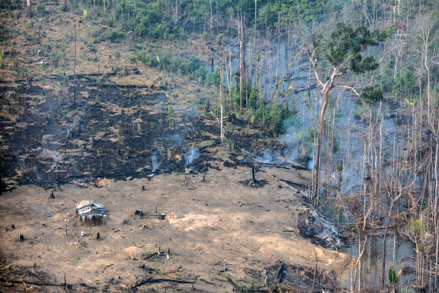 Bild: Amazonas Waldrodung © Marizilda Cruppe, Greenpeace