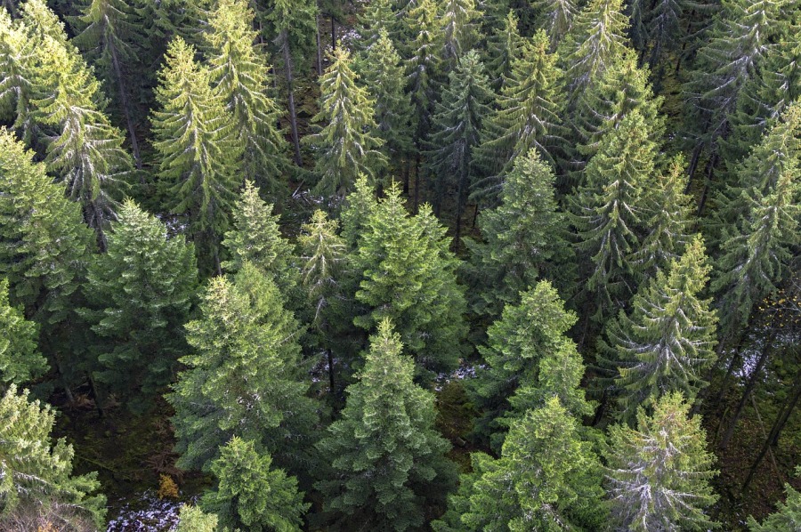 Weihnachtsbaum: Saison 2023 steht im Zeichen der Nachhaltigkeit
