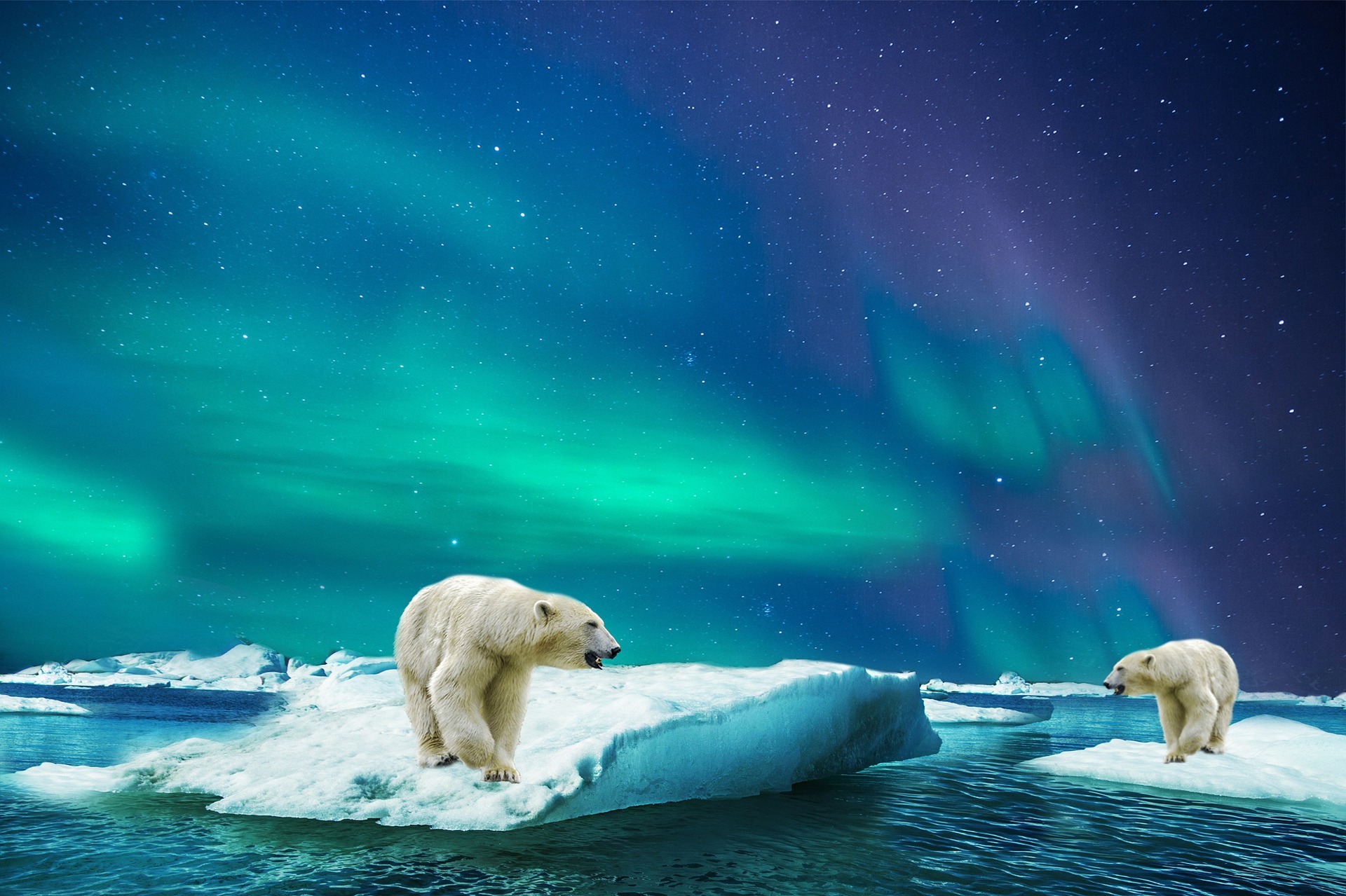 Foto: Eisbären in der Arktis bedroht